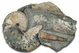 Cretaceous Ammonite and Cephalopod Fossil - Montana #354624-1